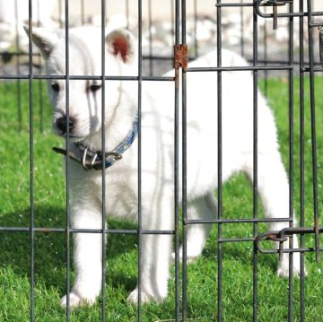 紀州犬【和歌山県・女の子・2025年10月10日・白】の写真「希少！両親展覧会現役犬！性格良く元気いっぱい女の子」