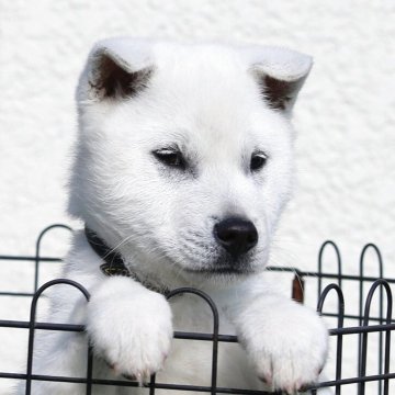 紀州犬【和歌山県・男の子・2025年9月7日・白】の写真「紀州犬の原産地和歌山産まれ、人懐こい仔」