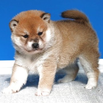 柴犬(標準サイズ)【和歌山県・女の子・2025年10月5日・赤】の写真「激安！タヌキ顔のショー用タイプの女の仔」