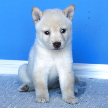 豆柴【和歌山県・男の子・2025年7月10日・白】の写真「プレミアム血統書・豆柴でも小振りの可愛い男の子」