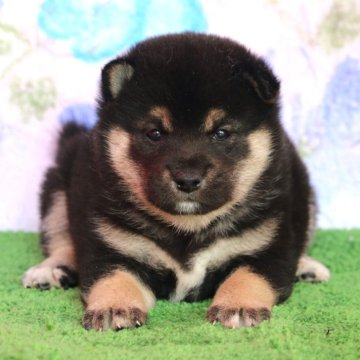 柴犬(豆柴)【和歌山県・女の子・2024年10月18日・黒】の写真「プレミアム血統・毛の配色抜群・タヌキ顔のショー用」