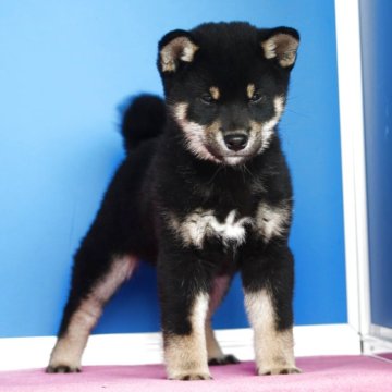 柴犬(豆柴)【和歌山県・男の子・2025年2月8日・黒】の写真「激安！プレミアム血統・タヌキ顔のショー用」