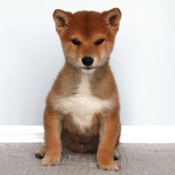 豆柴【和歌山県・男の子・2025年8月1日・赤】の写真「激安！プレミアム血統書・元気ハツラツな男の仔」
