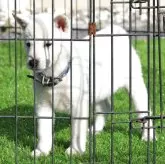 紀州犬【和歌山県・女の子・2025年10月10日・白】の写真1