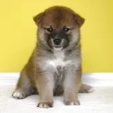 柴犬(標準サイズ)