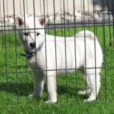 紀州犬【和歌山県・女の子・2025年10月10日・白】の写真2