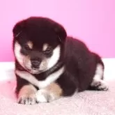 豆柴【和歌山県・女の子・2025年8月28日・黒】の写真2