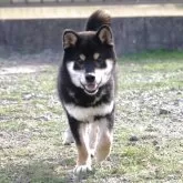 柴犬(標準サイズ)【和歌山県・男の子・2025年4月15日・黒】の写真3