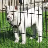 紀州犬【和歌山県・女の子・2025年10月10日・白】の写真3