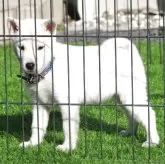 紀州犬【和歌山県・女の子・2025年10月10日・白】の写真4