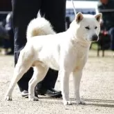 紀州犬【和歌山県・女の子・2025年10月10日・白】の写真5「父犬・綱城号（三重系統）」