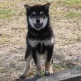 豆柴【和歌山県・女の子・2024年8月10日・黒】の写真5
