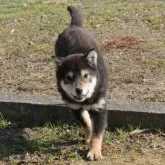 豆柴【和歌山県・女の子・2024年8月10日・黒】の写真6「元気よくドックランで走り回る」