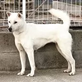 紀州犬【和歌山県・女の子・2025年10月10日・白】の写真6「母犬・輝華（和歌山系統）」