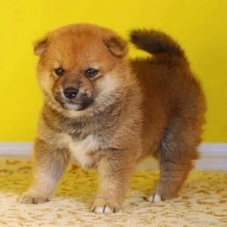 ID：2210-03699の子犬
