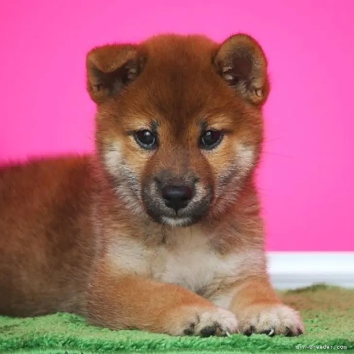 ID：2208-00169の子犬