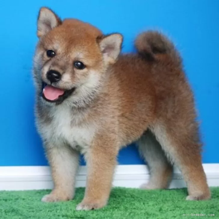 ID：2407-06661の子犬