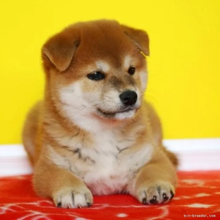 ID:2210-01737の子犬