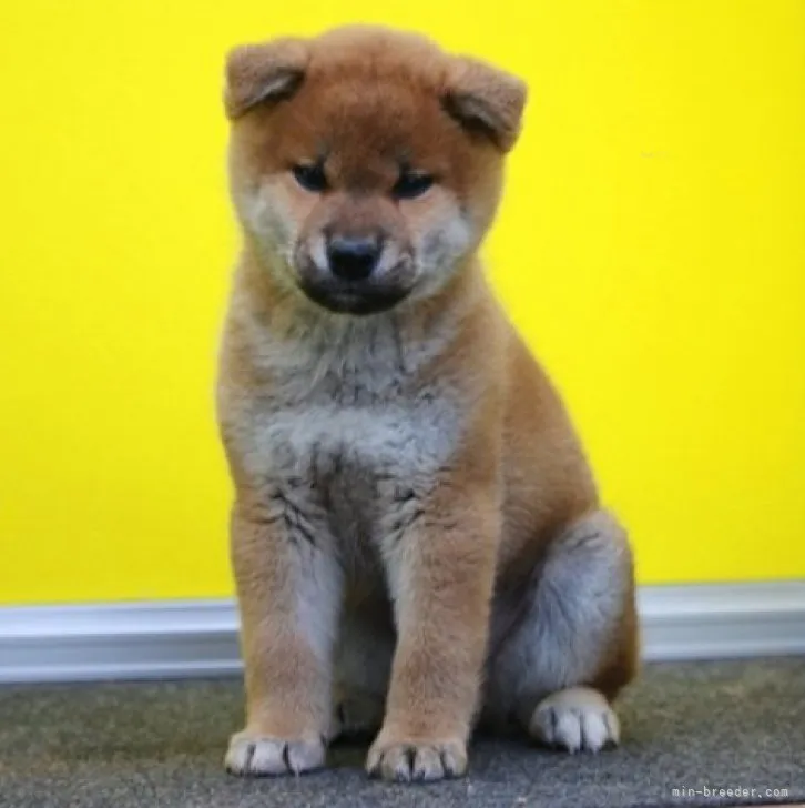 ID:2311-06190の子犬