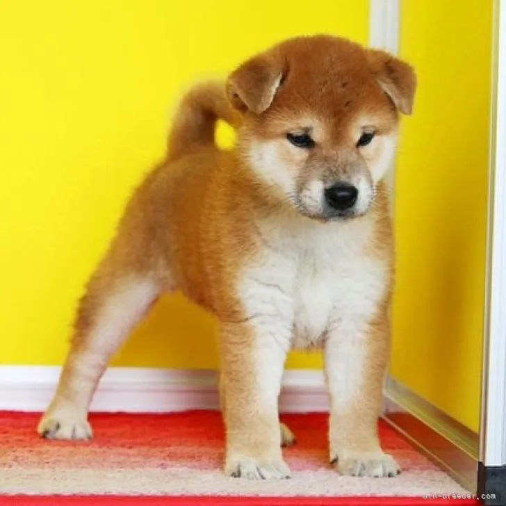 ID：2209-03424の子犬