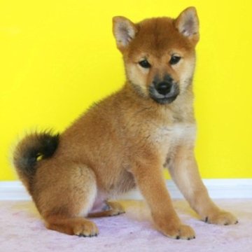 柴犬(標準サイズ)【和歌山県・男の子・2024年8月9日・赤】の写真「激安！ブランド血統ショー用」