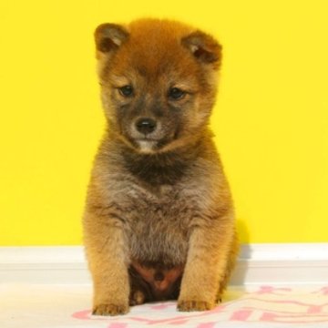 柴犬(豆柴)【和歌山県・男の子・2023年10月6日・赤】の写真「極小の豆柴！メッチャ小さくて可愛い元気な仔です。」