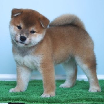 柴犬(標準サイズ)【和歌山県・男の子・2023年7月12日・赤】の写真「キリっとした目のショー用タイプの男の仔」