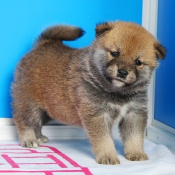 柴犬(標準サイズ)【和歌山県・男の子・2023年12月5日・赤】の写真「ブランド血統のタヌキ顔の活発な仔です。」