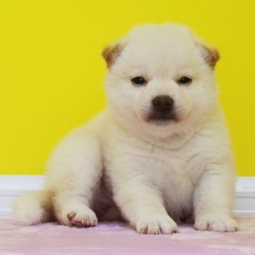 柴犬(豆柴)【和歌山県・女の子・2024年5月3日・白】の写真「まん丸タヌキ顔のまるでゴマちゃんの様な女の仔」
