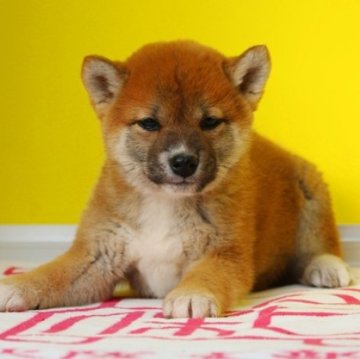 柴犬(標準サイズ)【和歌山県・女の子・2023年12月5日・赤】の写真「ブランド血統のタヌキ顔の可愛い女の仔です。」