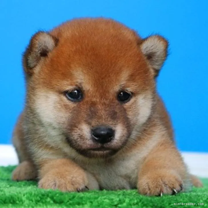 A.O 様のお迎えした子犬