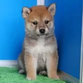 豆柴【和歌山県・男の子・2024年6月9日・赤】の写真3