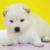 柴犬(標準サイズ)【和歌山県・女の子・2024年8月10日・白】の写真3