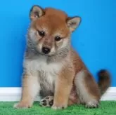 豆柴【和歌山県・男の子・2024年6月9日・赤】の写真4