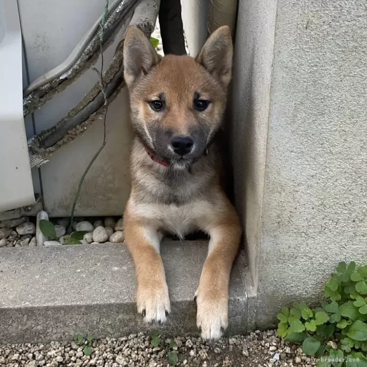 ID:2408-07133の子犬