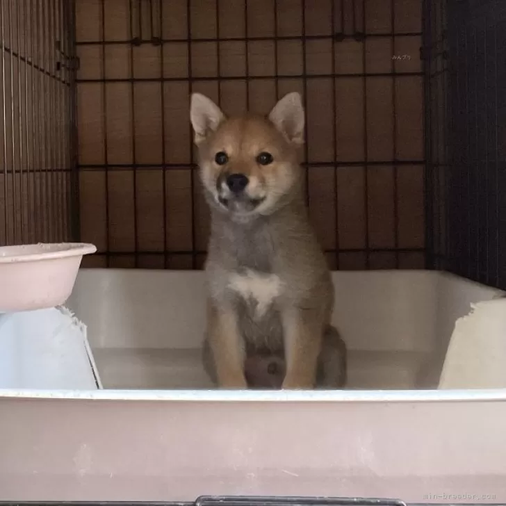 ID：2506-01467の子犬