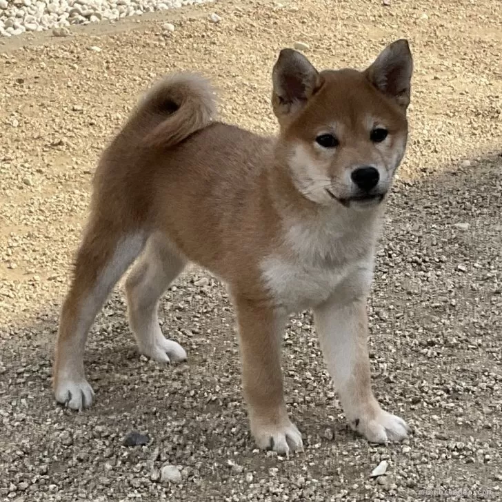 ID:2504-00990の子犬