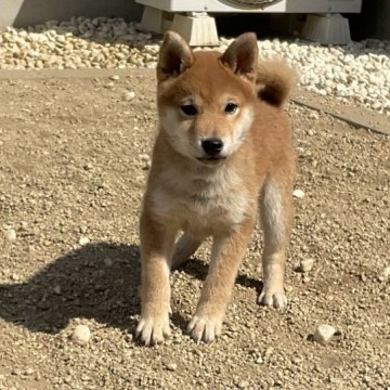 柴犬(標準サイズ)【岡山県・女の子・2025年2月5日・赤】の写真「とても人懐っこい赤柴の女の子です」