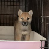 柴犬(標準サイズ)