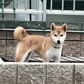 柴犬(標準サイズ)