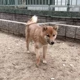 柴犬(標準サイズ)【岡山県・男の子・2025年5月4日・赤】の写真8