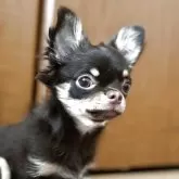 チワワ(ロング)