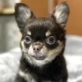 チワワ(ロング)