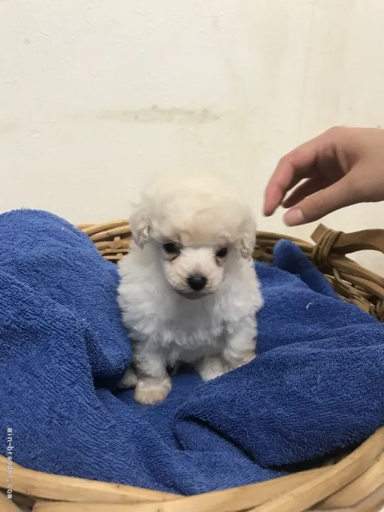 ID：2009-03061の子犬