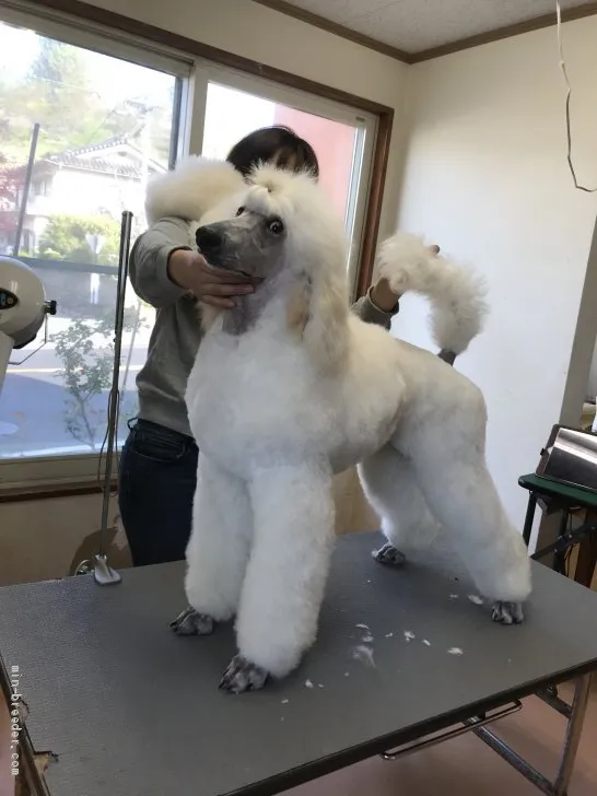 ID:1912-00938の子犬