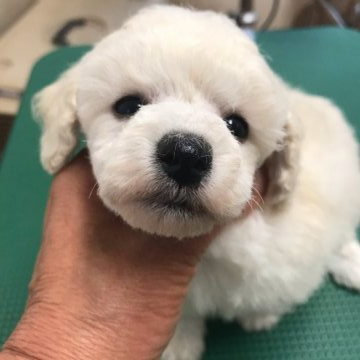 トイプードル(トイ)【長野県・男の子・2019年8月17日・色素の濃い子です  お顔もハッキリして可愛い💕】の写真「真っ白で鼻と目が真っ黒ですお顔の派手な子です」