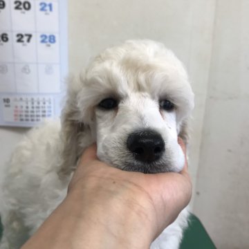 スタンダードプードル【長野県・男の子・2019年8月16日・ホワイト】の写真「ロシア、イギリスの有名犬舎の血統を引く子達です。」