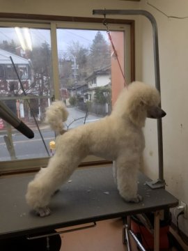 スタンダードプードル【長野県・男の子・2019年8月16日・ホワイト】の写真「ロシア、イギリスの有名犬舎の血液を引く子たちです。」