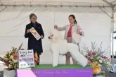 スタンダードプードル【長野県・男の子・2023年4月8日・ホワイト】の写真4「母犬」
