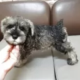 ミニチュアシュナウザー【茨城県・男の子・2025年7月10日・ソルト&ペッパー】の写真5